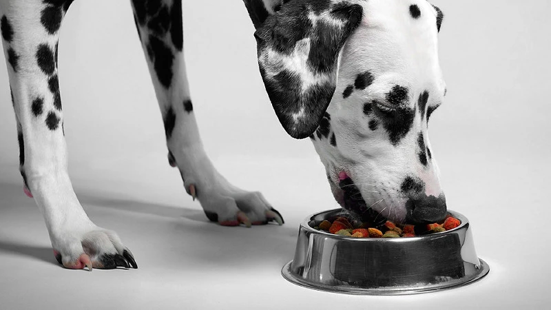 Potato protein powder pet food