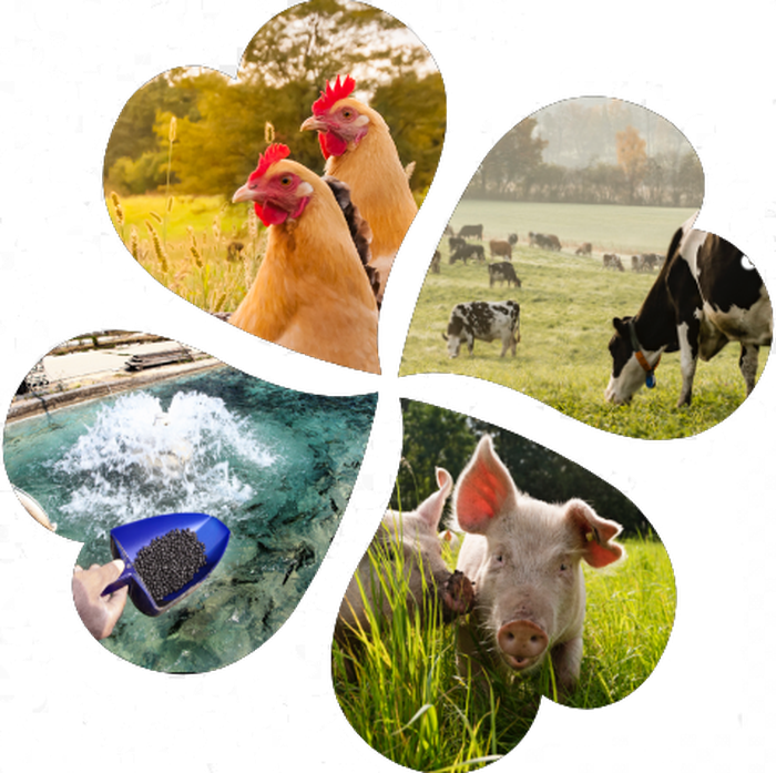 Rhubarb Root Powder Rhubarb Root Powder